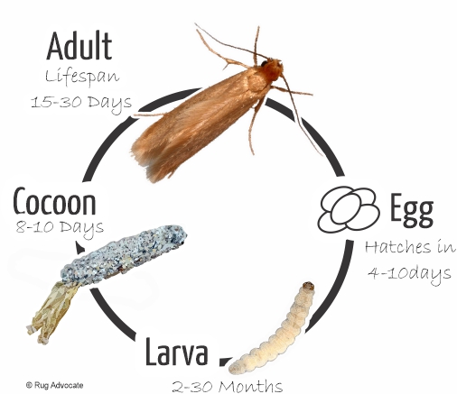 mistaken Asia Become life cycle of the carpet moth Deter To disable Destiny