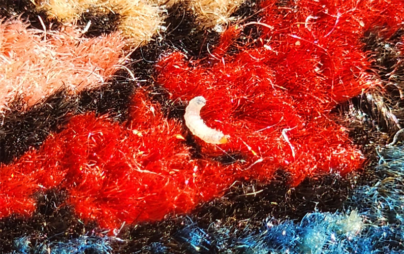 Identifying and Treating Moth Damage in Your Rugs